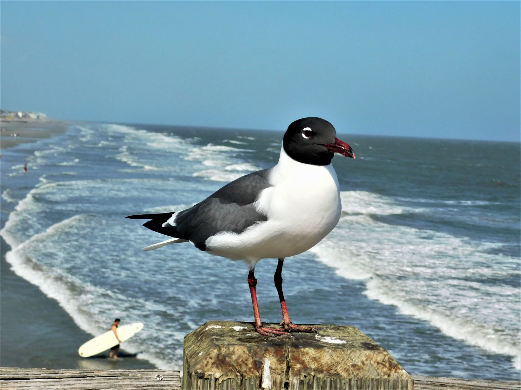 Seagull